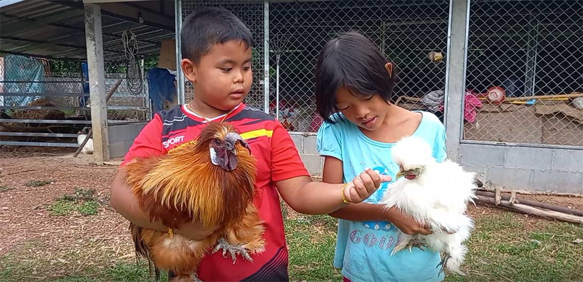 chickens at Bua Daeng Homestay