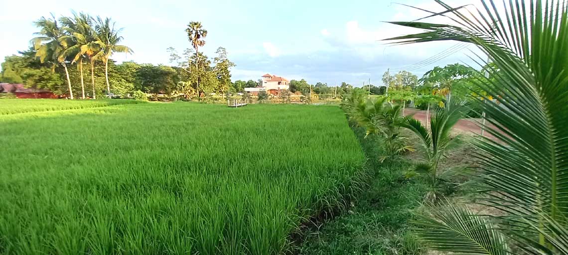 farming rice at Talay Bua Daeng