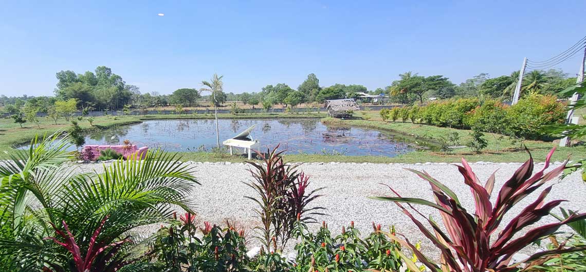 watch the famous red lotus from the window of your accommodation